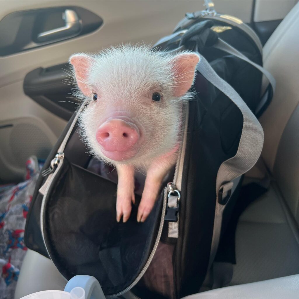Mini Pig